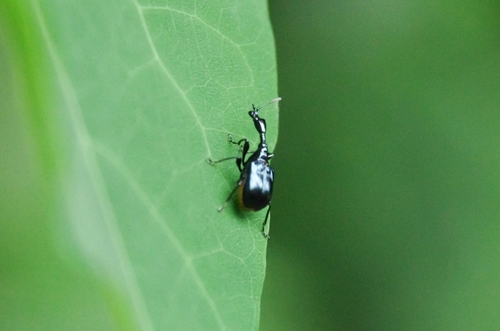 Cycnotrachelus cyanopterus