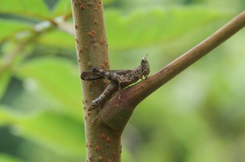 China mantispoides