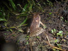 Fejervarya cancrivora