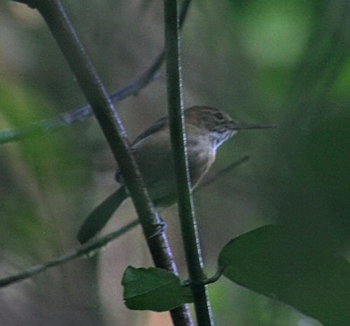 Long-billed Gnatwren