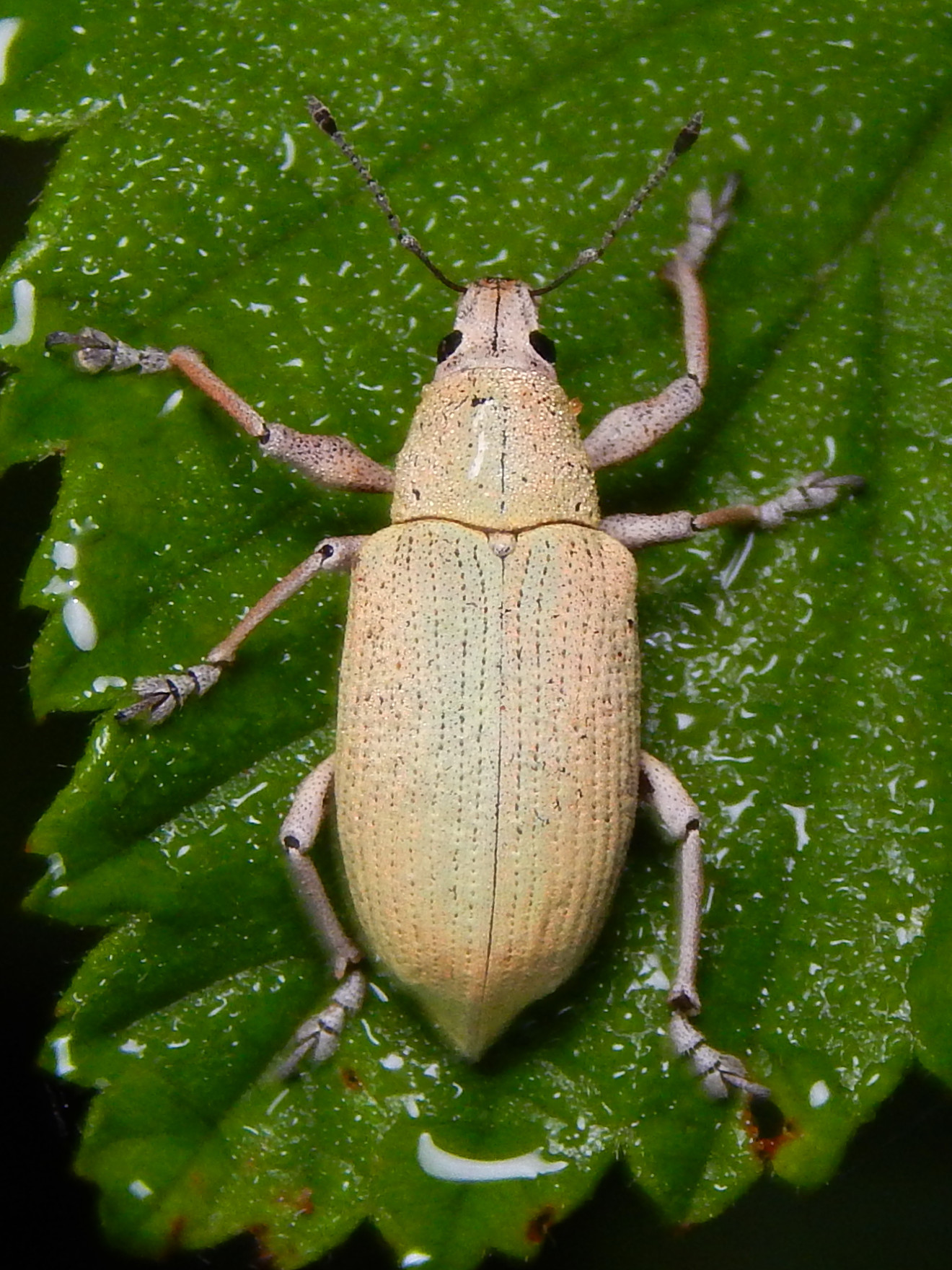 Northern Citrus Root Weevil (Pachnaeus opalus) · iNaturalist