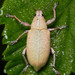 Northern Citrus Root Weevil - Photo (c) I. M. A. Shark, some rights reserved (CC BY-NC), uploaded by I. M. A. Shark