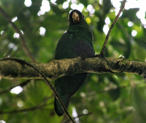 Blue-bellied Parrot