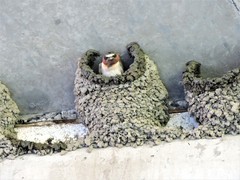 Petrochelidon pyrrhonota