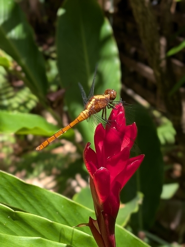 Fiery Skimmer