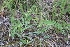 Astragalus uliginosus