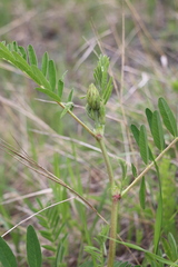 Astragalus uliginosus