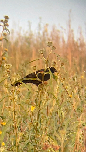 Red-winged Blackbird