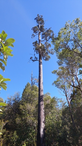 Fitzroya cupressoides, 2026-09-05