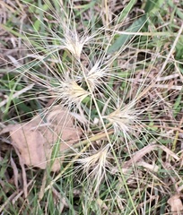 Bouteloua megapotamica