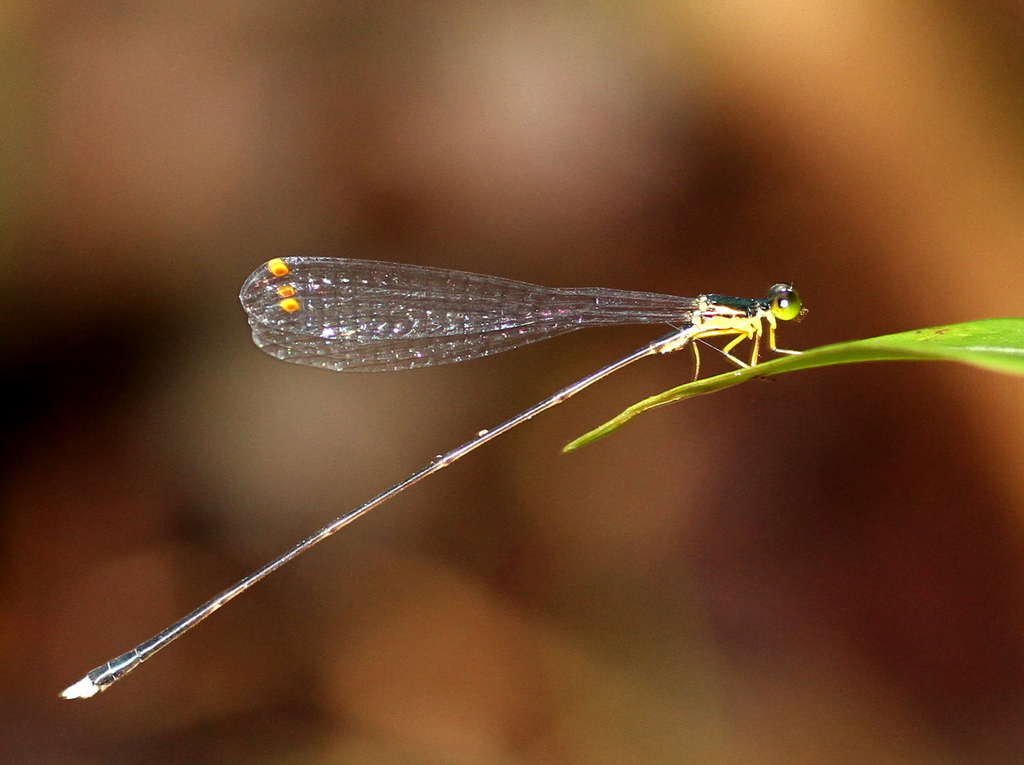 Amphicnemis platystyla (Amphicnemis platystyla)