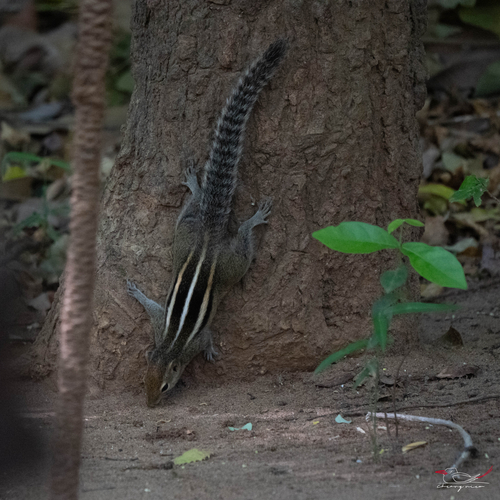 Three-striped Palm Squirrel