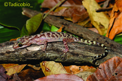 Cyrtodactylus marmoratus