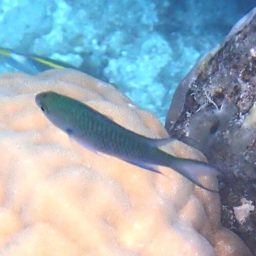 Neopomacentrus metallicus observed 2026-09-24