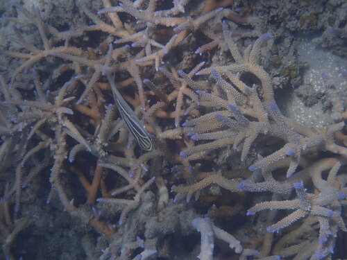Scolopsis trilineata observed 2026-09-24