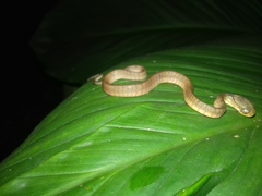 Pareas carinatus