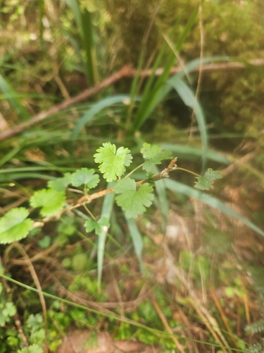 Hoheria glabrata observed 2026-10-09