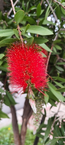 Callistemon lanceolatus, 2026-10-08