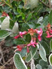 Escallonia rubra