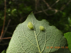 Euura pedunculi