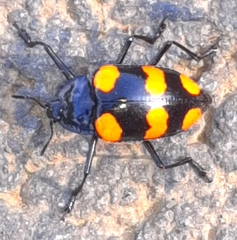 Scaphidomorphus bosci