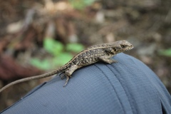 Sceloporus squamosus