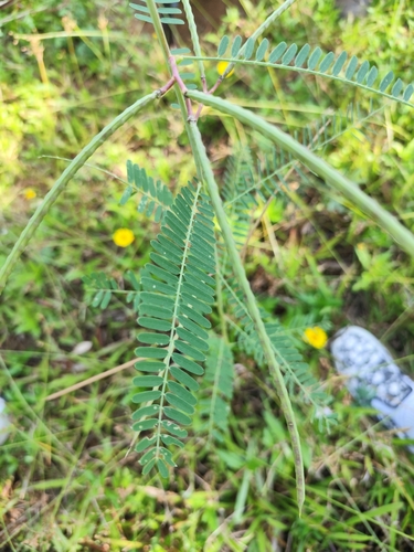 Sesbania cannabina observed 2026-10-09
