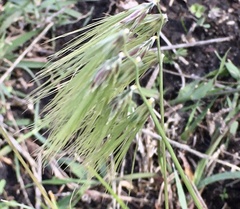 Bouteloua megapotamica