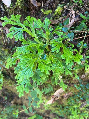 Selaginella doederleinii observed 2026-10-09