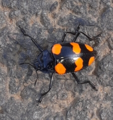 Scaphidomorphus bosci