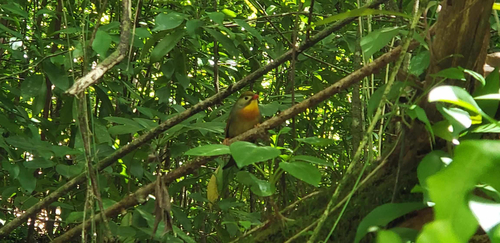 Leiothrix lutea observed 2026-10-07
