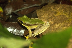 Odorrana hosii