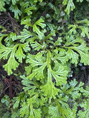 Selaginella doederleinii observed 2026-10-09