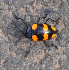 Scaphidomorphus bosci