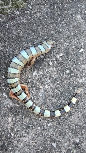 Banded Galliwasp