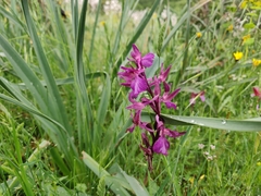Anacamptis × caccabaria