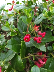 Escallonia rubra