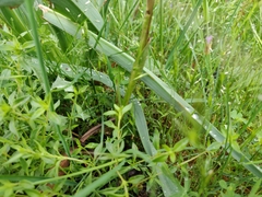 Anacamptis × caccabaria