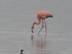 Phoenicopterus