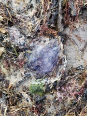 Cyanea lamarckii
