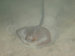 Pastinachus ater
