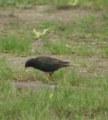 Sturnus vulgaris