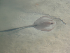 Pastinachus ater