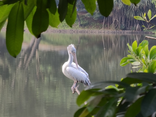Spot-billed Pelican