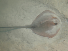 Pastinachus ater