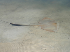 Pastinachus ater