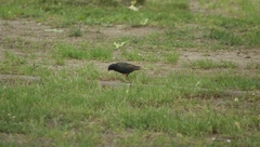 Sturnus vulgaris