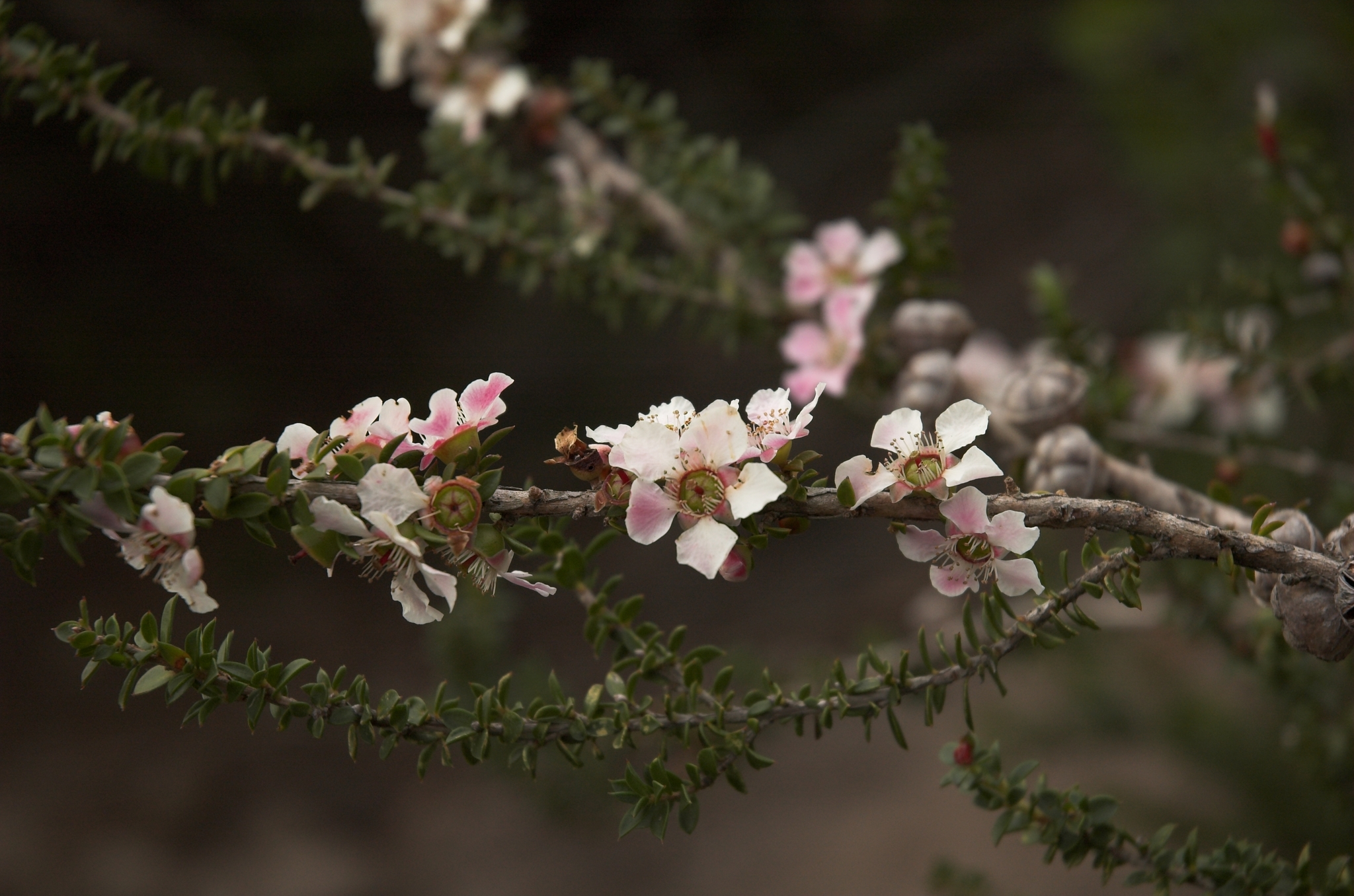 Leptospermum