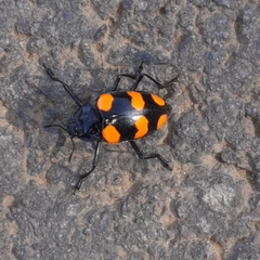 Scaphidomorphus bosci