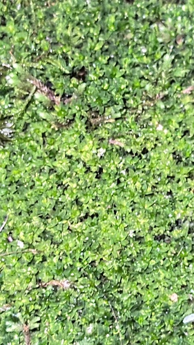 Hyophila involuta observed 2026-10-08